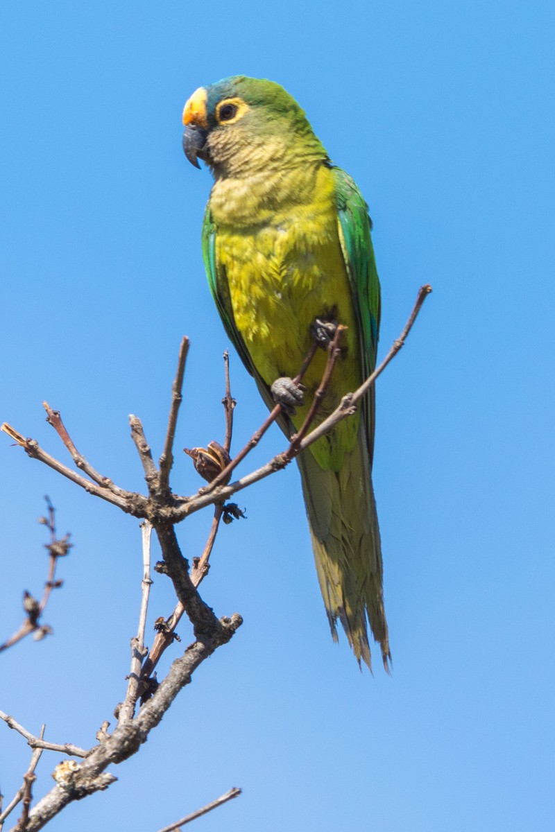 Peach-fronted Parakeet - Andreas Trepte