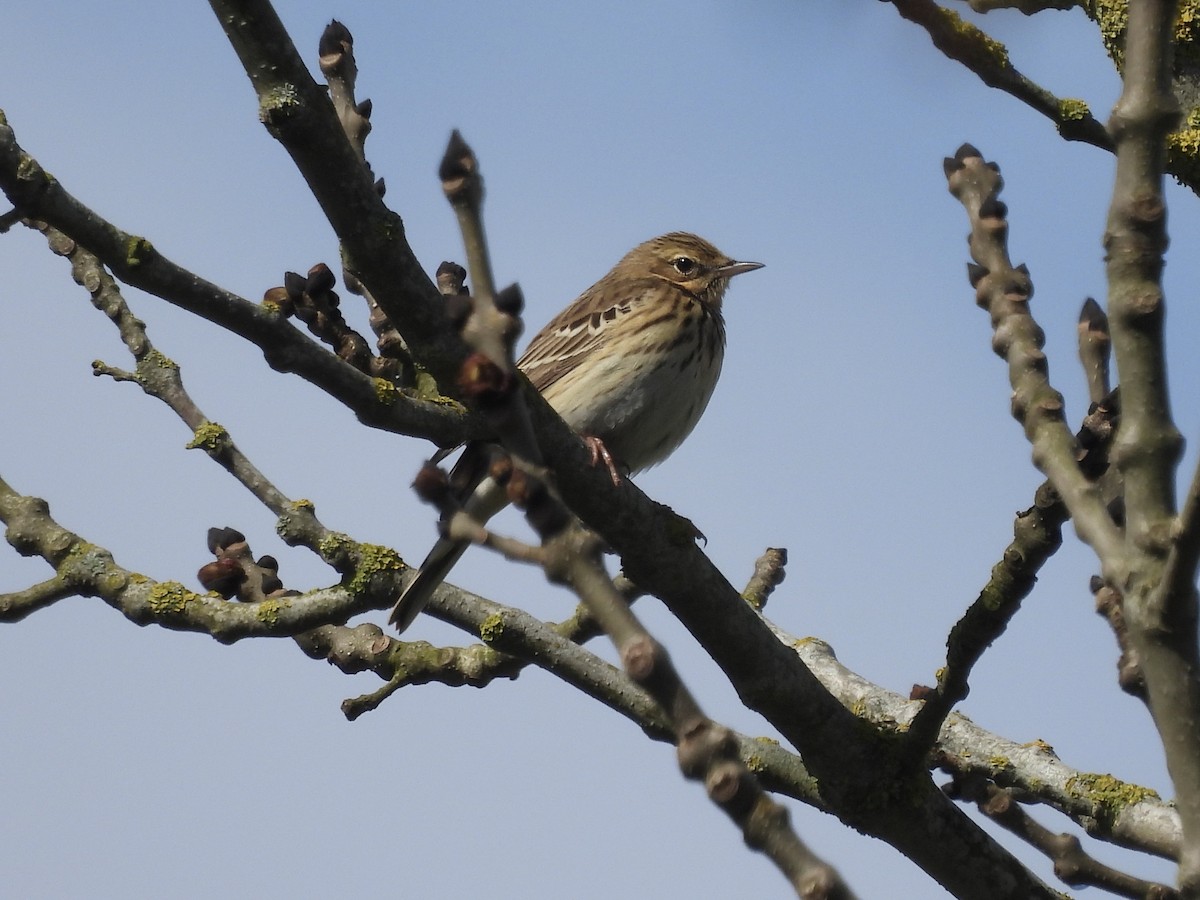 Meadow Pipit - ML617598565