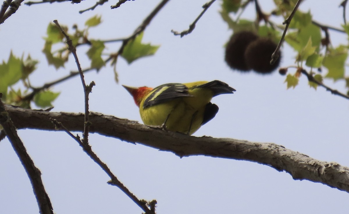 Western Tanager - ML617598566