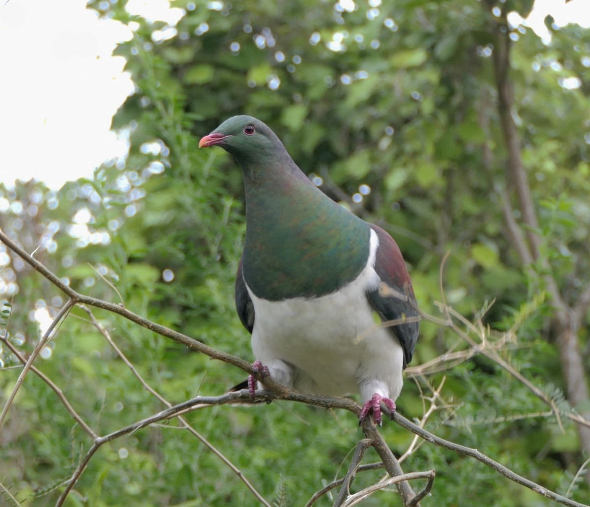 New Zealand Pigeon - ML617598569