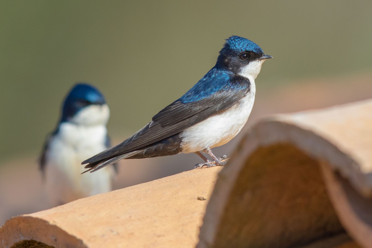 Blue-and-white Swallow - Andreas Trepte