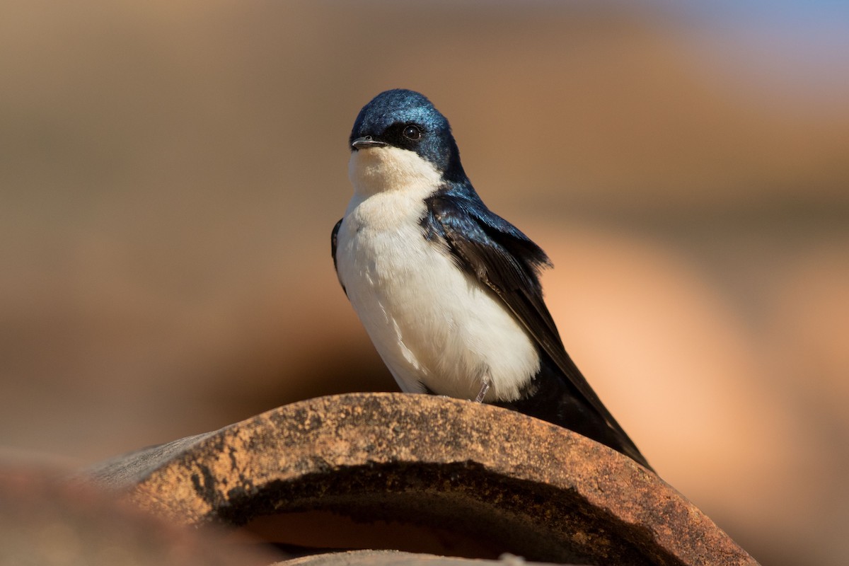 Blue-and-white Swallow - ML617598571