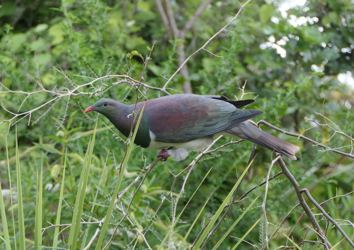 New Zealand Pigeon - ML617598574