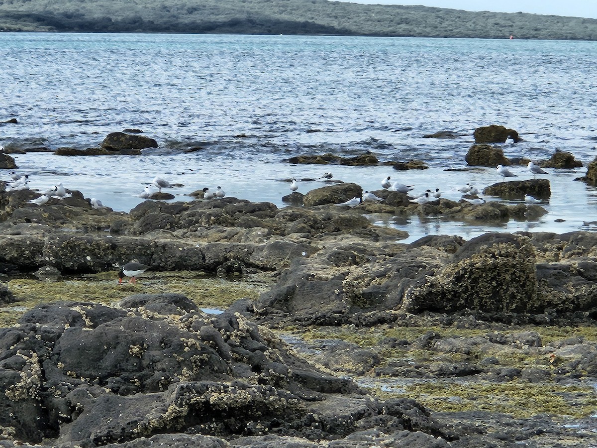 White-fronted Tern - ML617598580