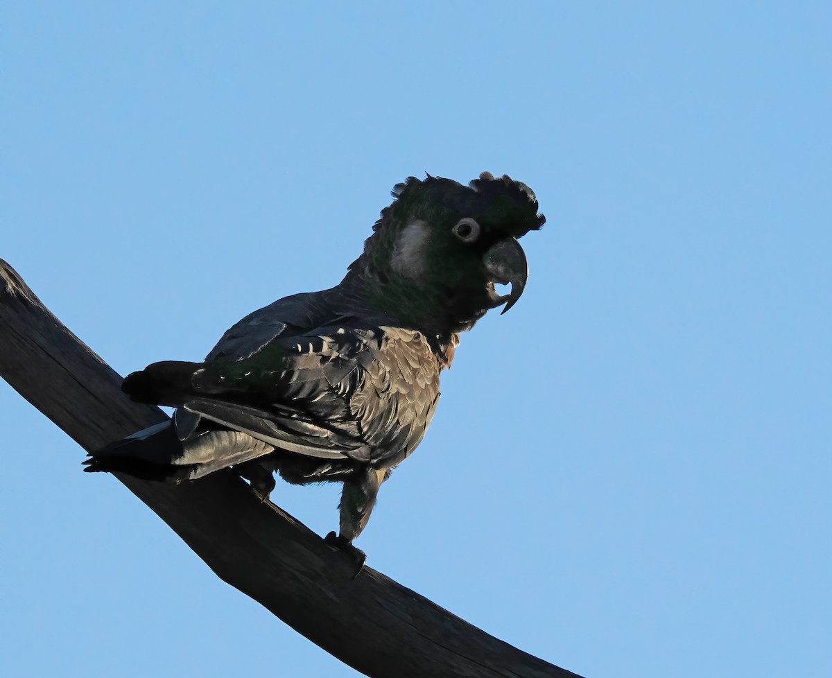 Baudin's Black-Cockatoo - ML617598592
