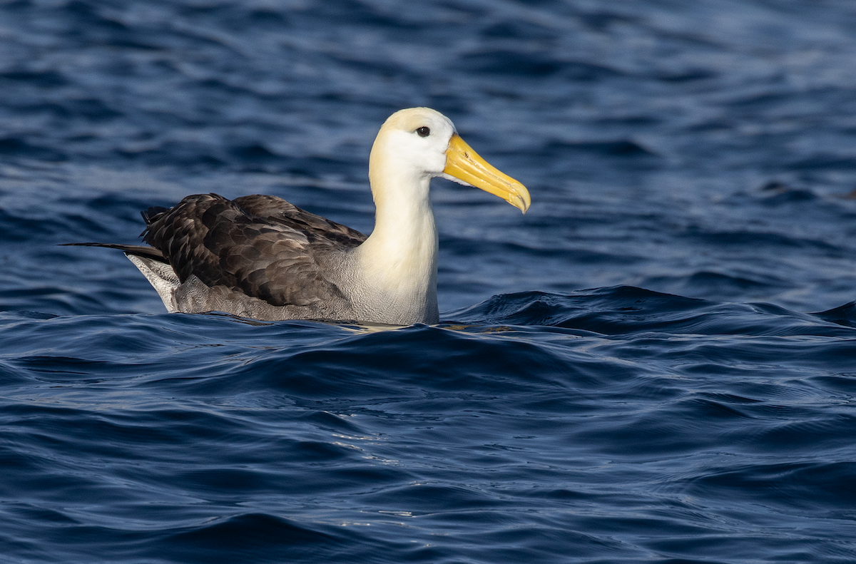 Albatros des Galapagos - ML617598595