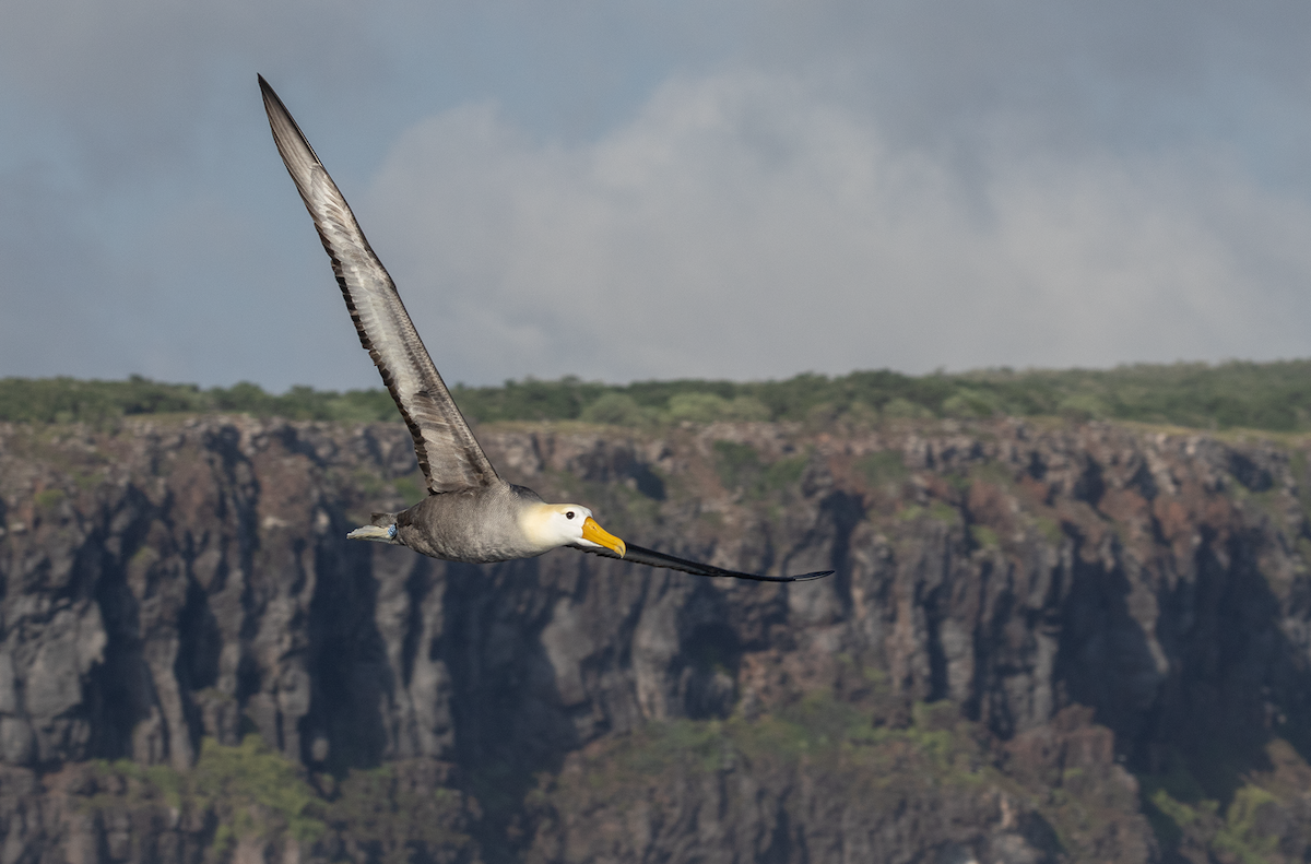 Albatros des Galapagos - ML617598596