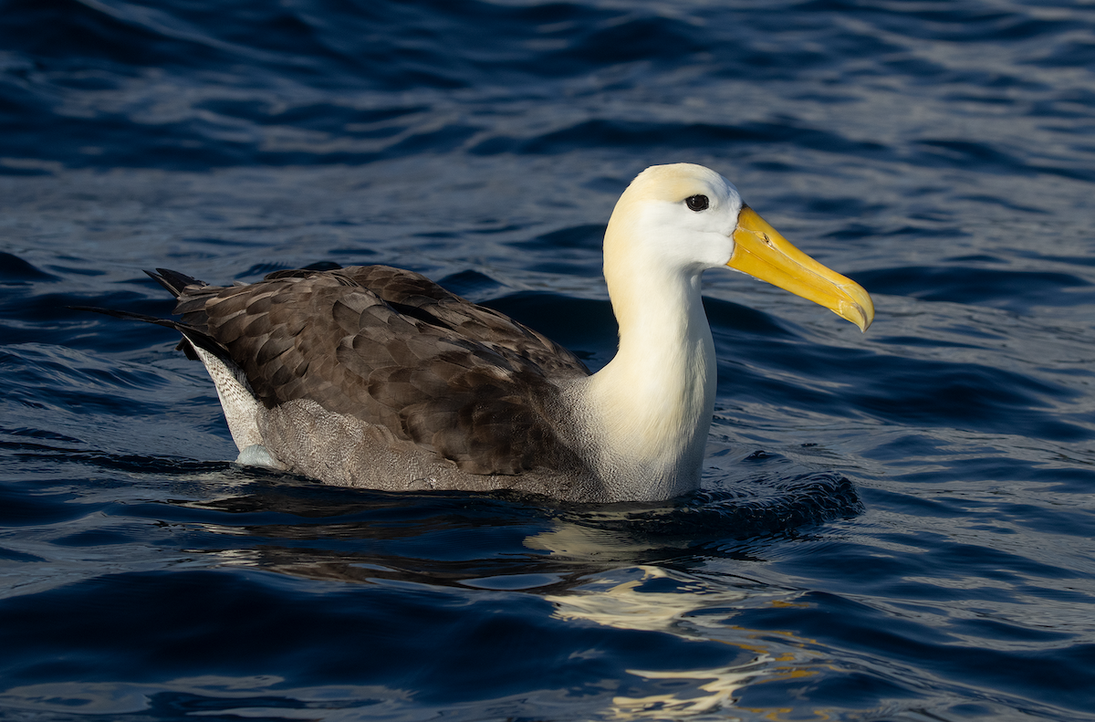 albatros galapážský - ML617598597