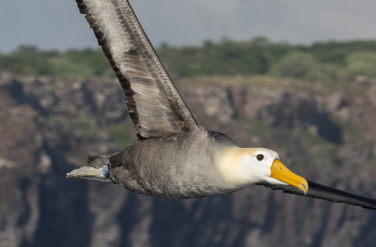 Albatros des Galapagos - ML617598599