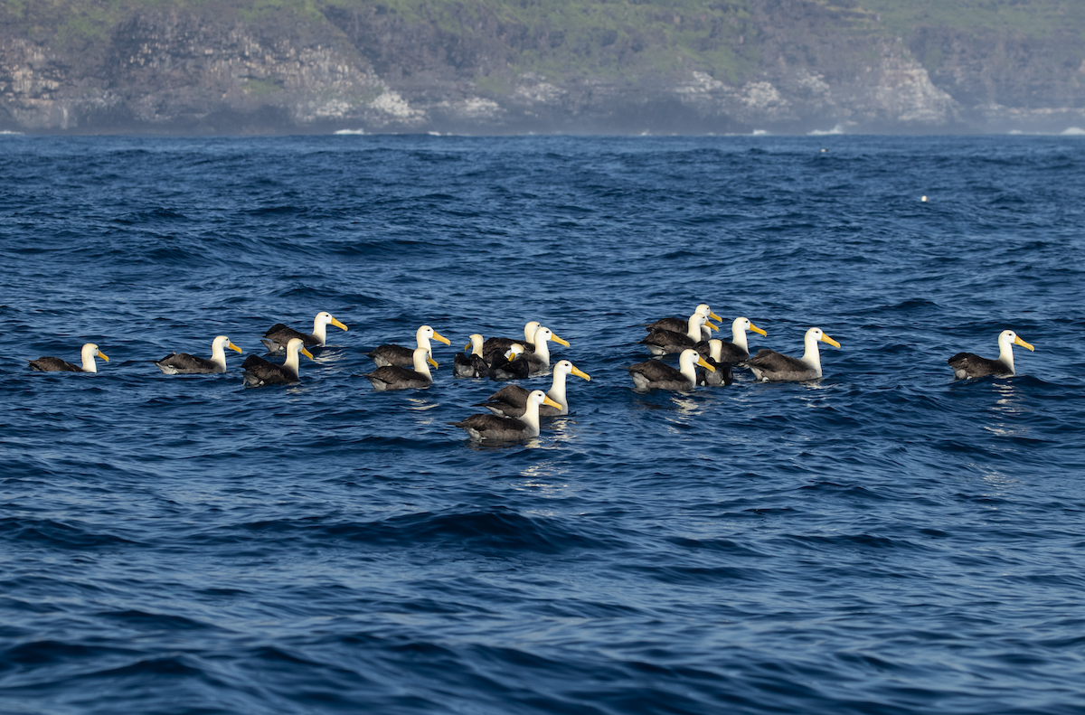 Waved Albatross - ML617598601