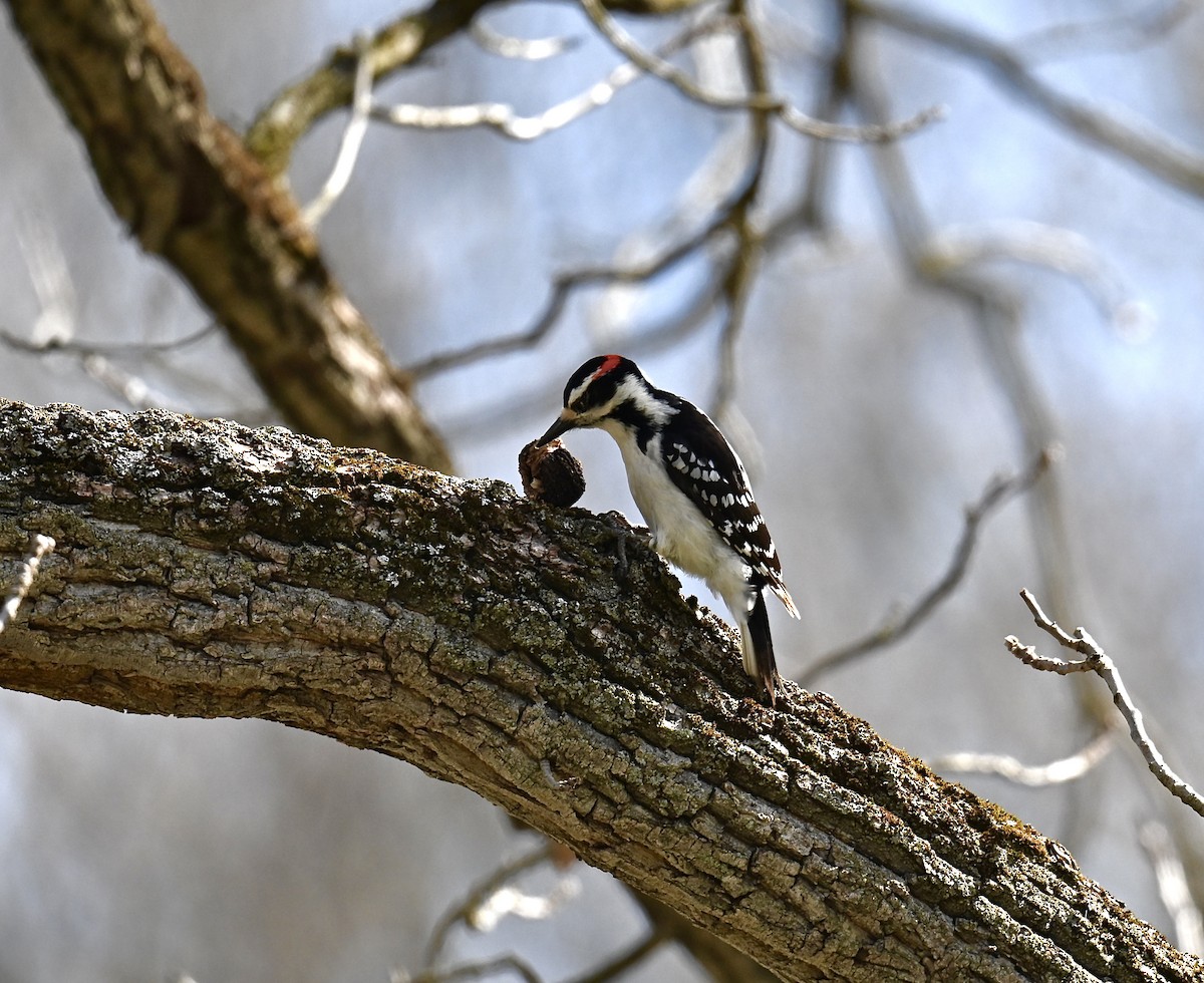 Hairy Woodpecker - Nui Moreland