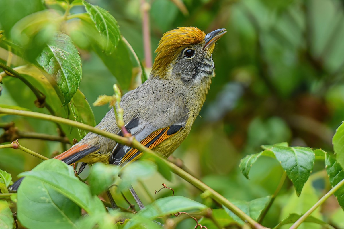 Chestnut-tailed Minla - Thitiphon Wongkalasin