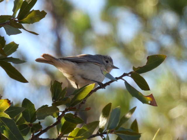 Lucy's Warbler - ML617598676