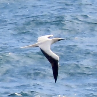 Red-footed Booby - ML617598685