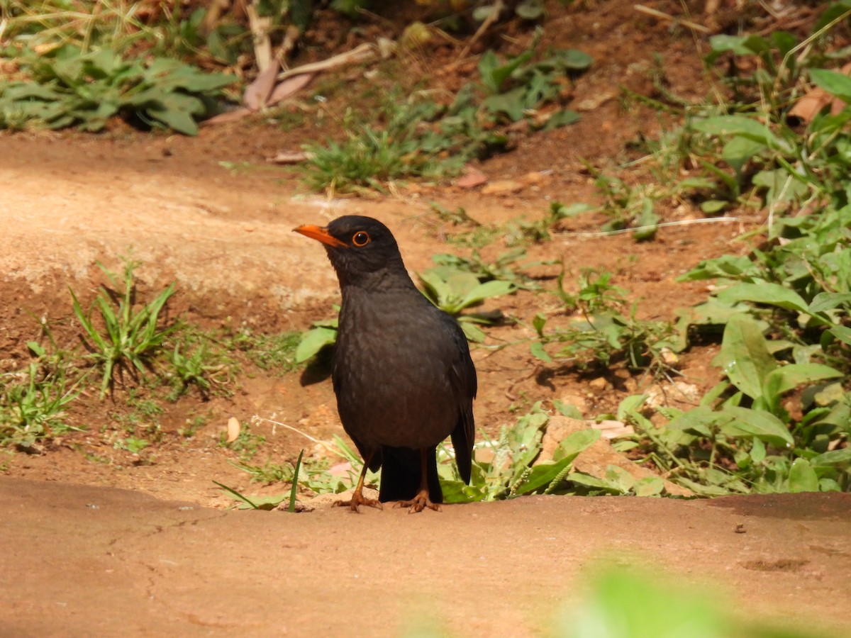 Indian Blackbird - ML617598749