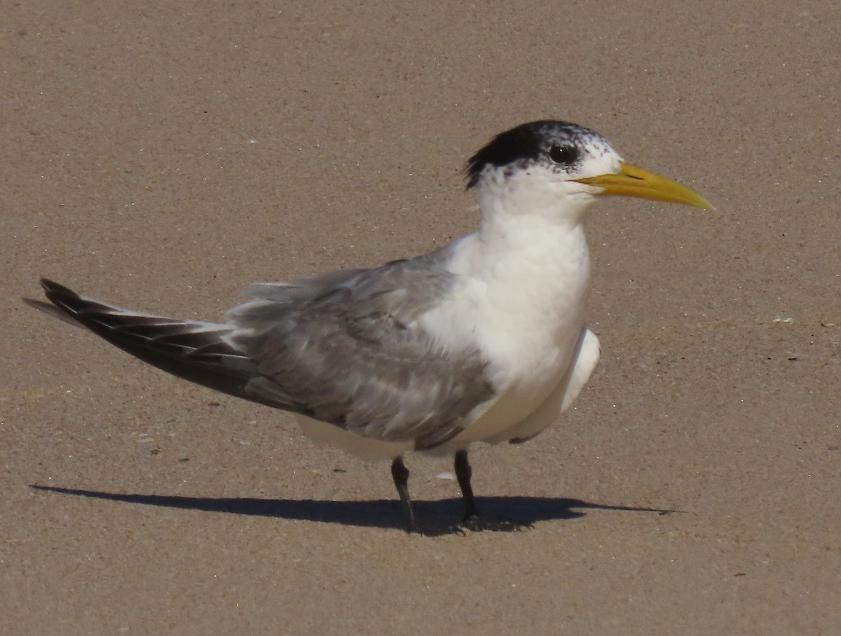 Great Crested Tern - ML617598753