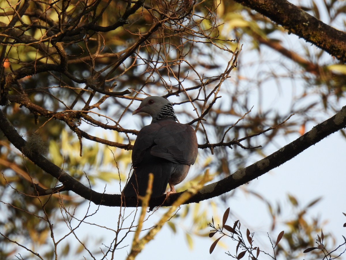 Nilgiri Wood-Pigeon - Rama M V