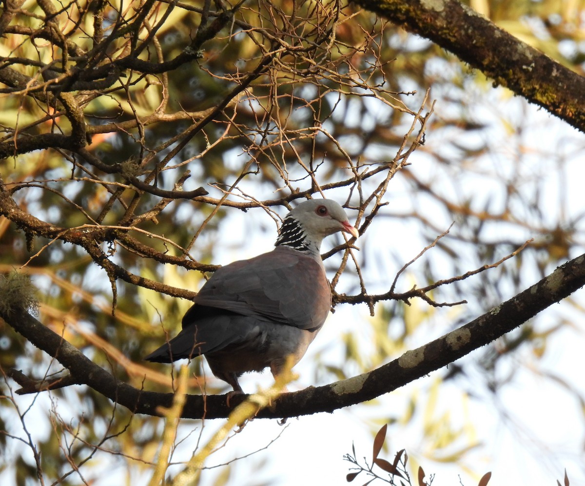 Nilgiri Wood-Pigeon - ML617598788