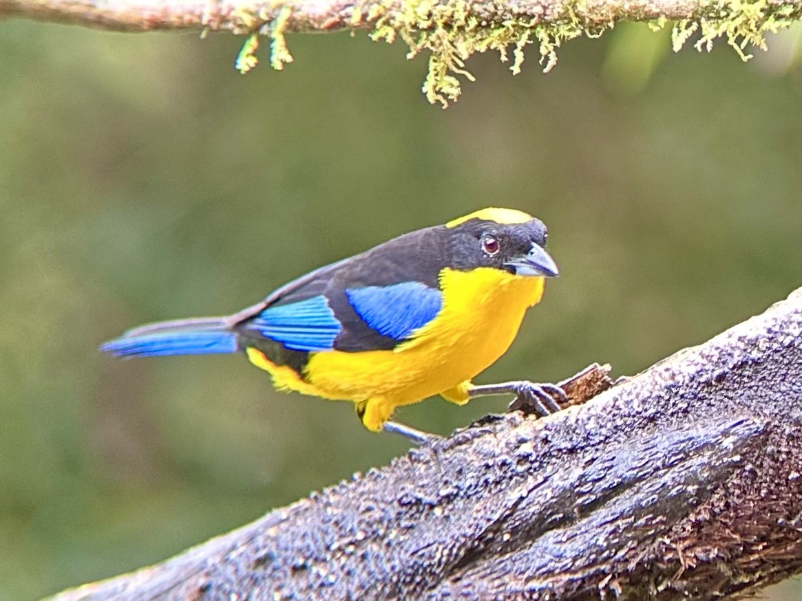 Blue-winged Mountain Tanager - ML617598793