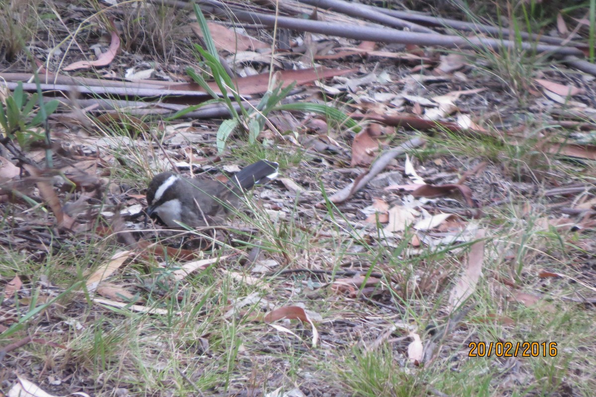 Gray-crowned Babbler - ML617598795