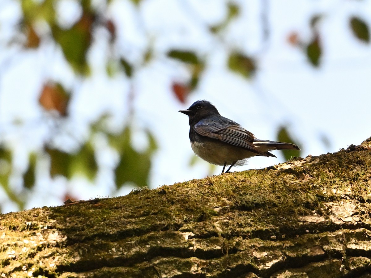 Blue-and-white Flycatcher - ML617598812