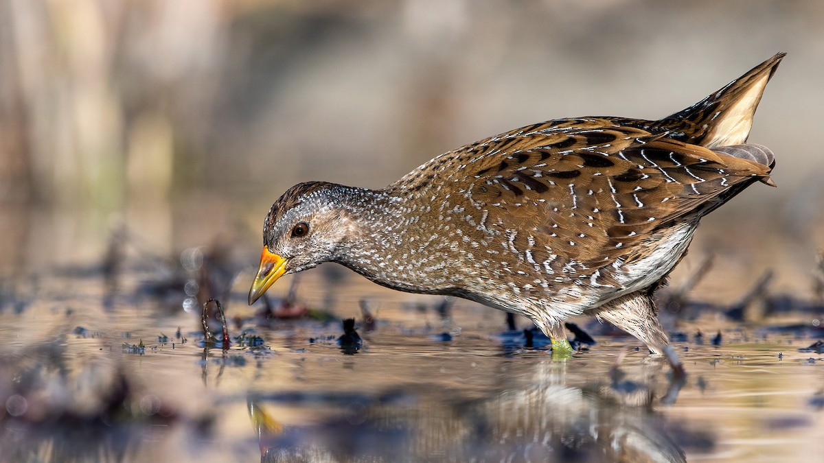 Spotted Crake - ML617598817
