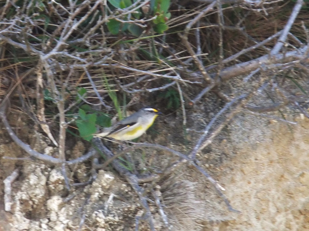 Striated Pardalote (Yellow-tipped) - ML617598833