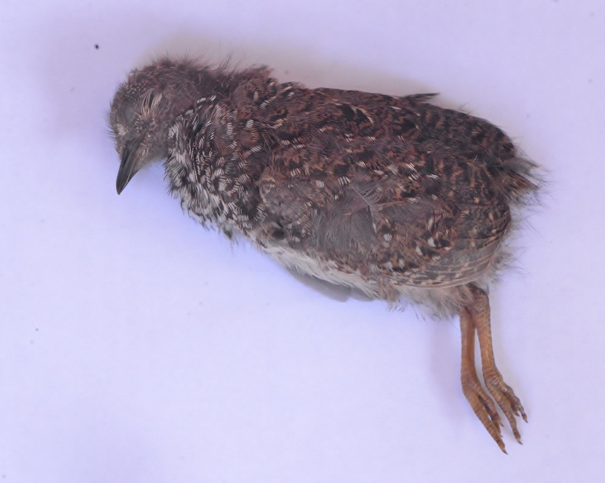 Red-backed Buttonquail - ML617598870