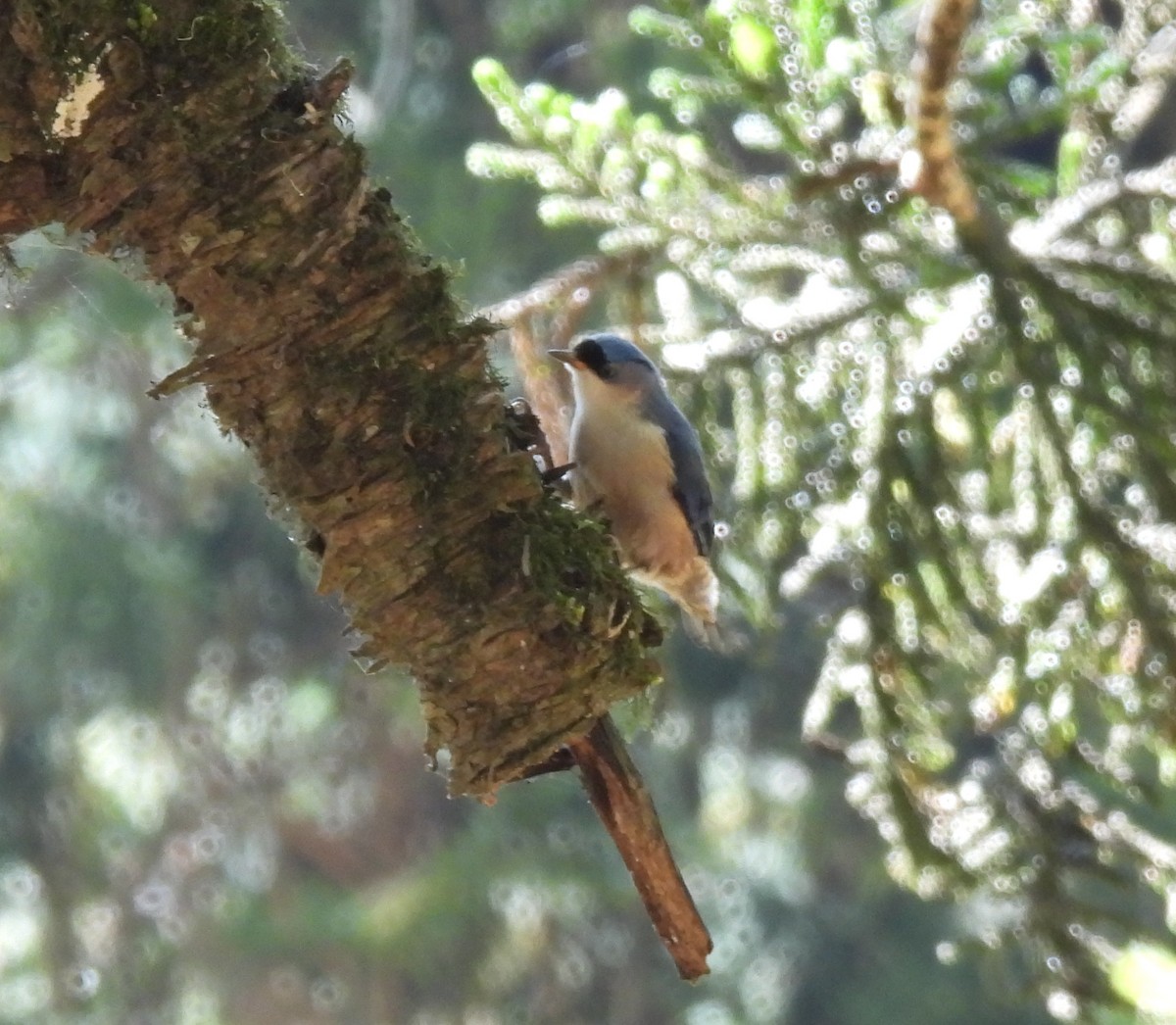 Velvet-fronted Nuthatch - ML617598871