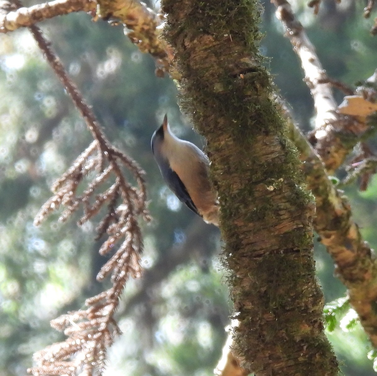 Velvet-fronted Nuthatch - ML617598879
