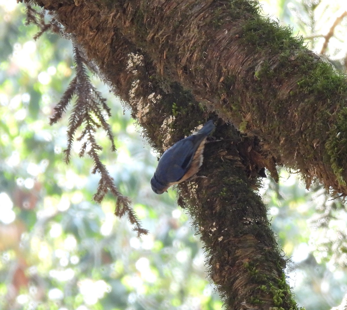 Velvet-fronted Nuthatch - ML617598883