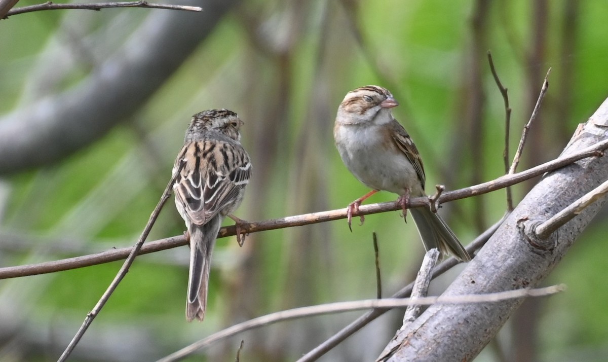 Clay-colored Sparrow - ML617598889