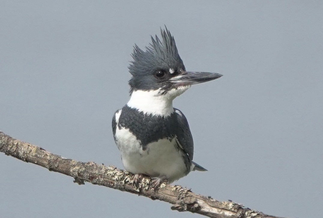 Belted Kingfisher - ML617598908