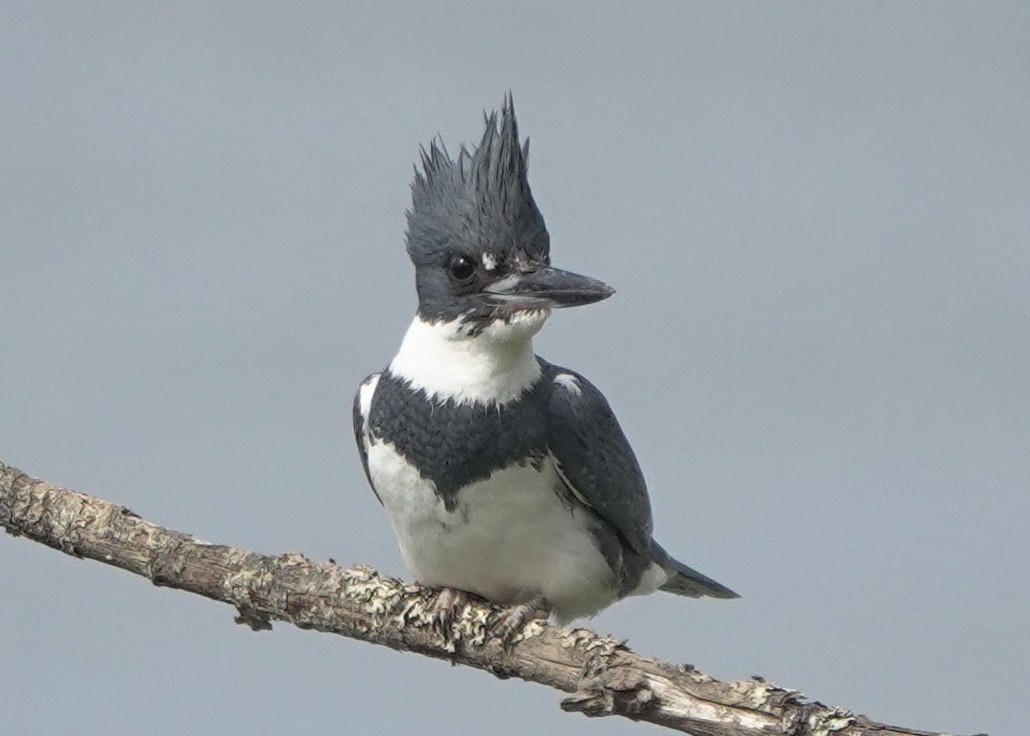 Belted Kingfisher - ML617598909