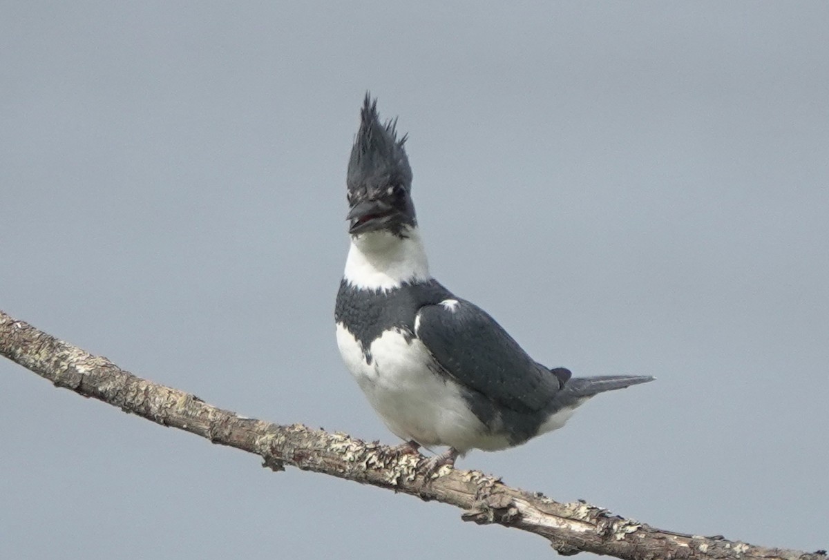 Belted Kingfisher - ML617598910