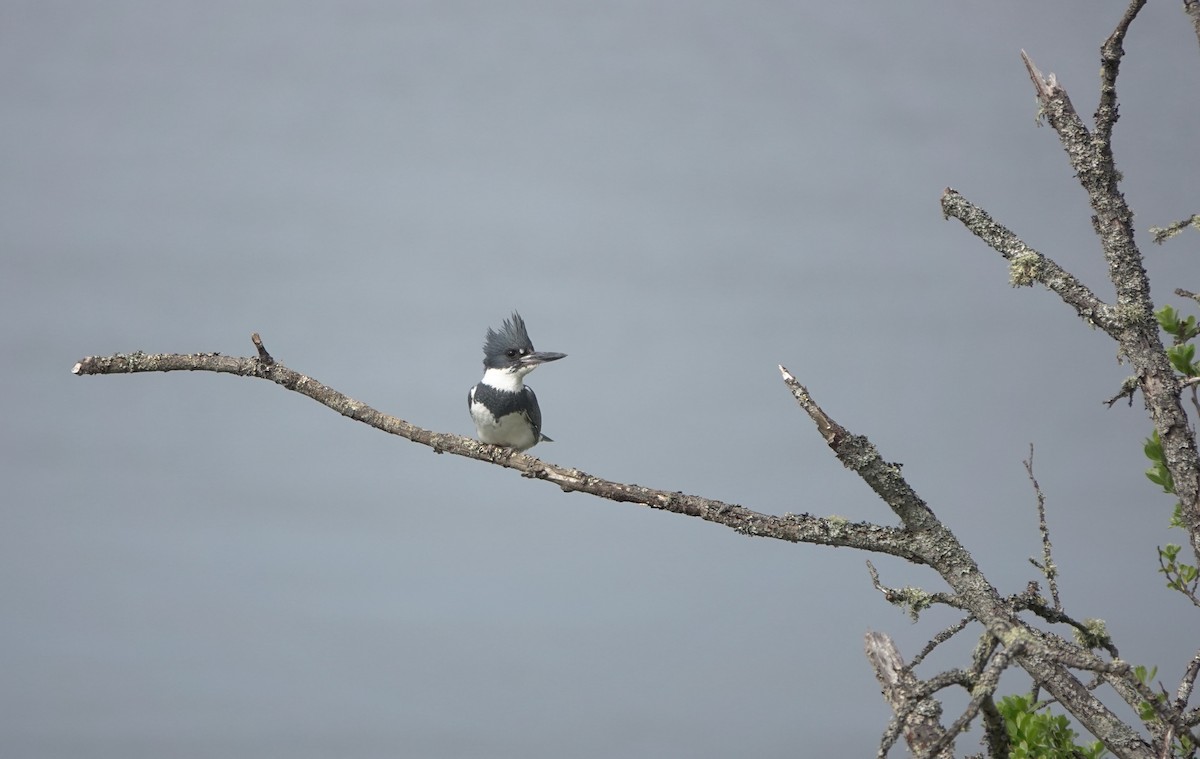 Belted Kingfisher - ML617598914