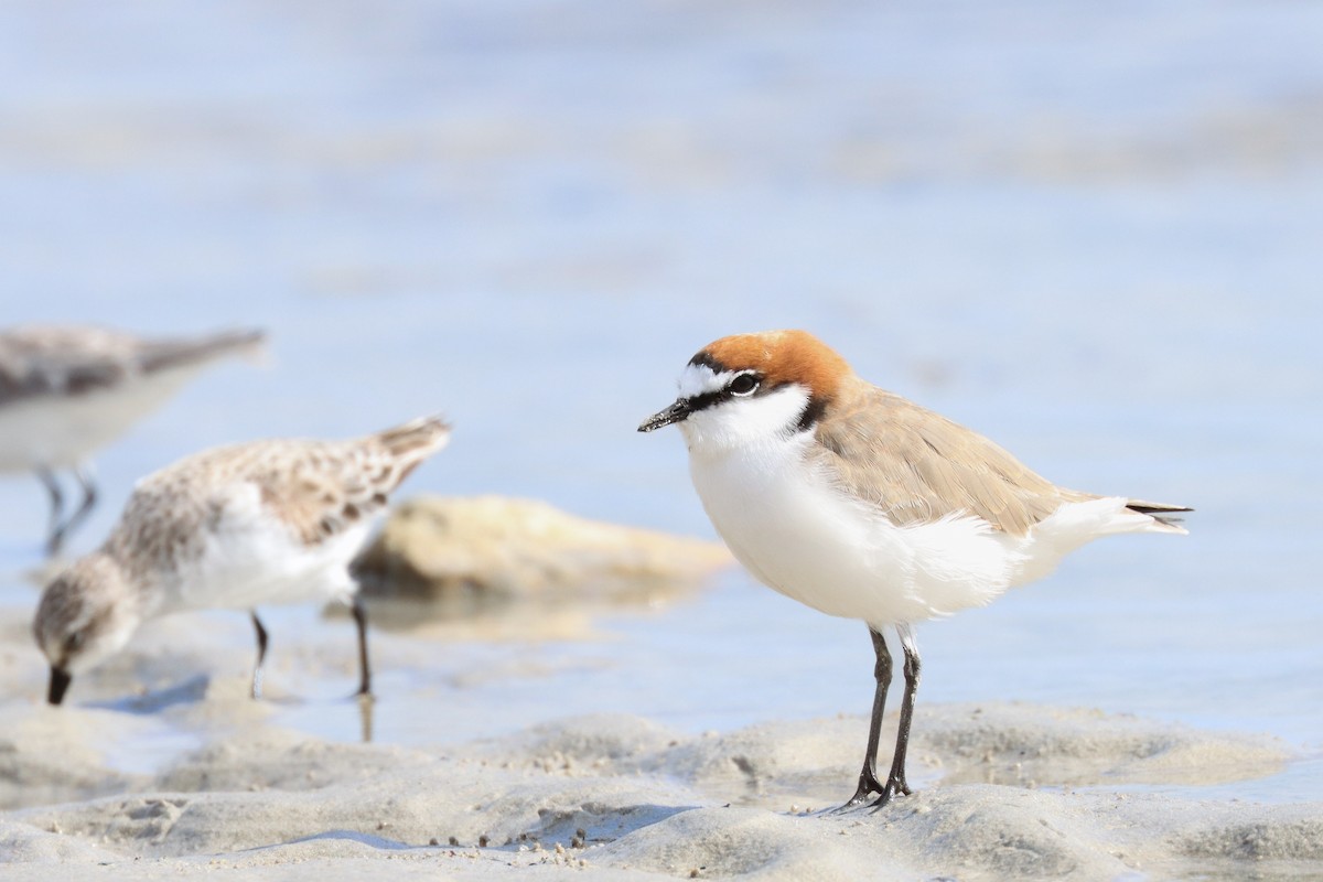 Red-capped Plover - ML617598919