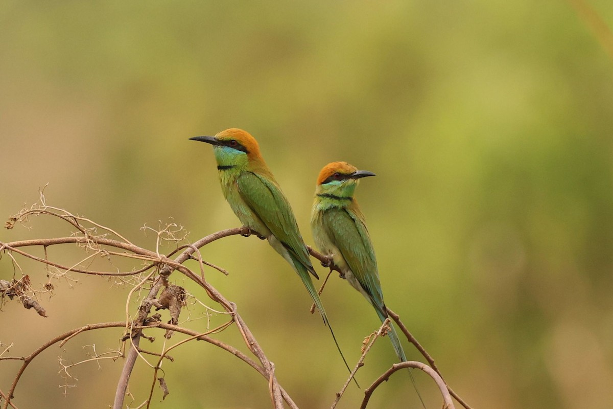 Asian Green Bee-eater - ML617598927