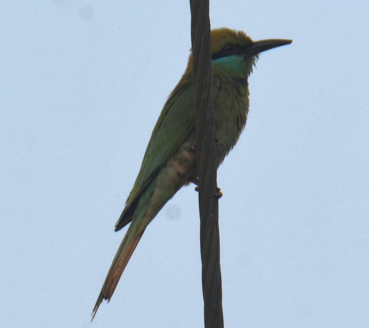 Asian Green Bee-eater - Mohanan Choron