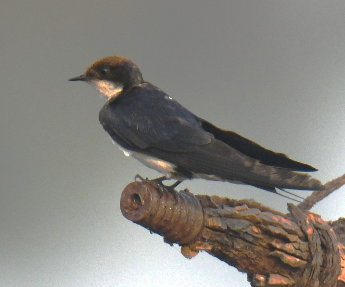 Wire-tailed Swallow - ML617598943