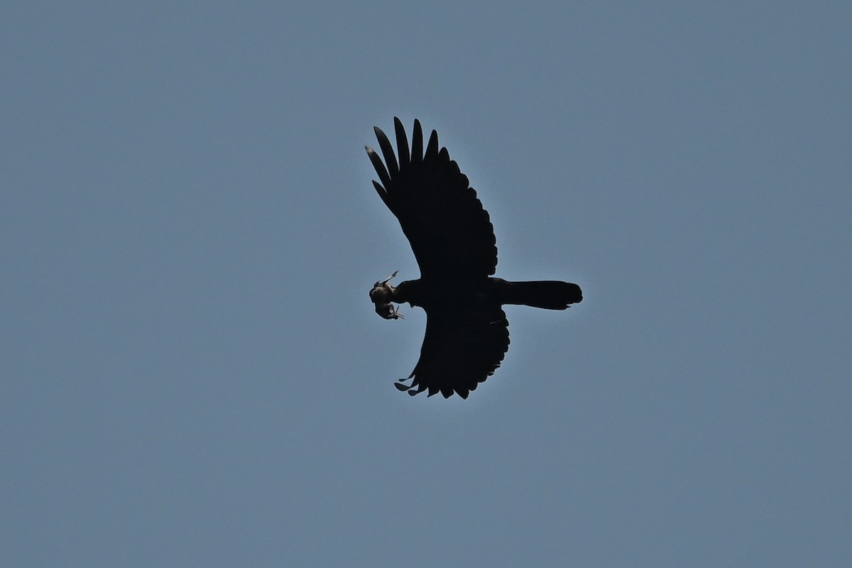 Large-billed Crow (Large-billed) - ML617599000