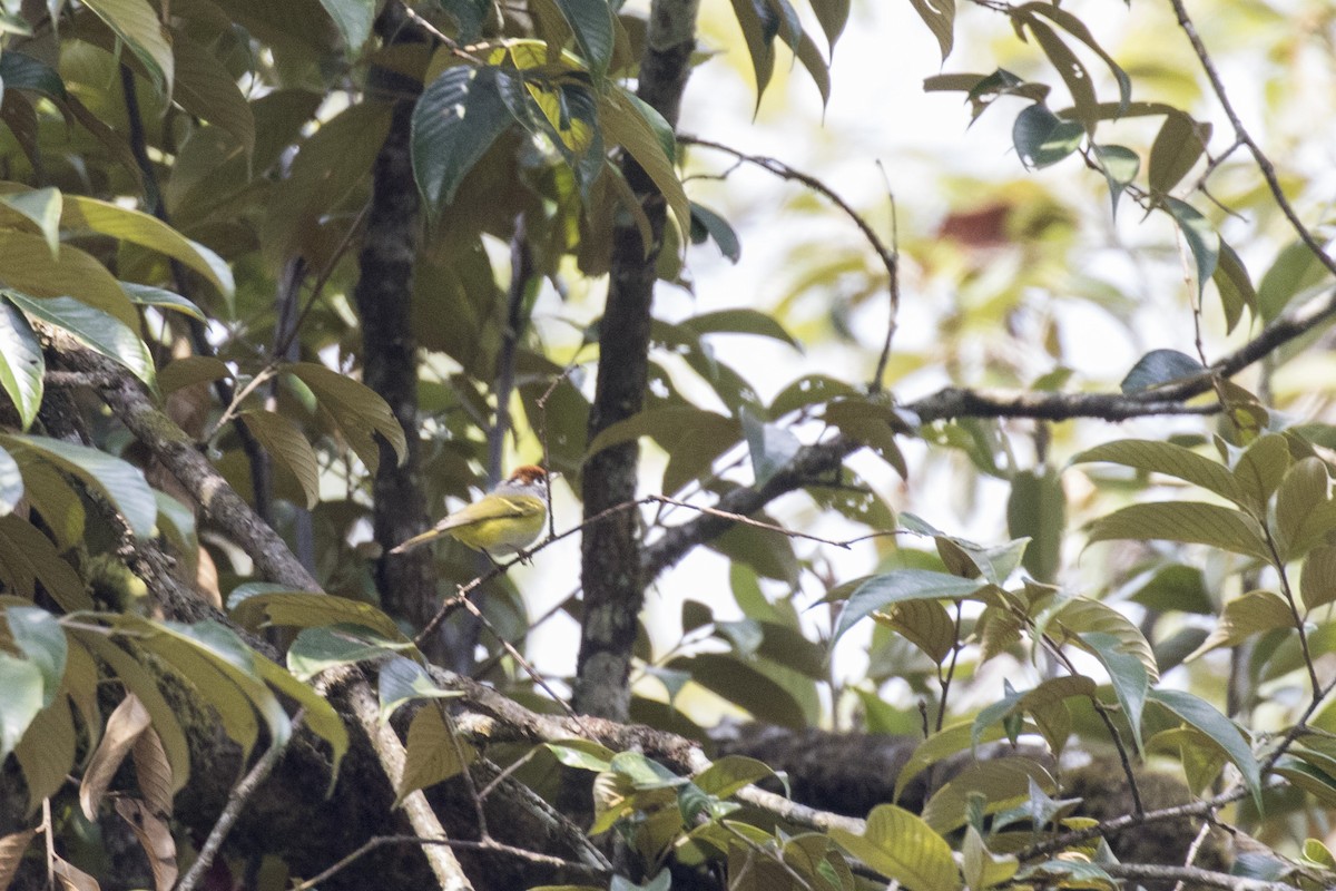 Chestnut-crowned Warbler - ML617599001