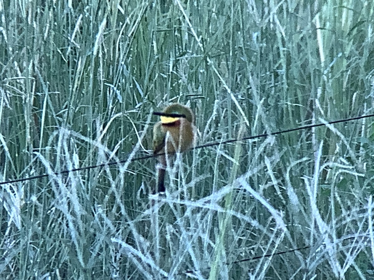 Little Bee-eater - ML617599024