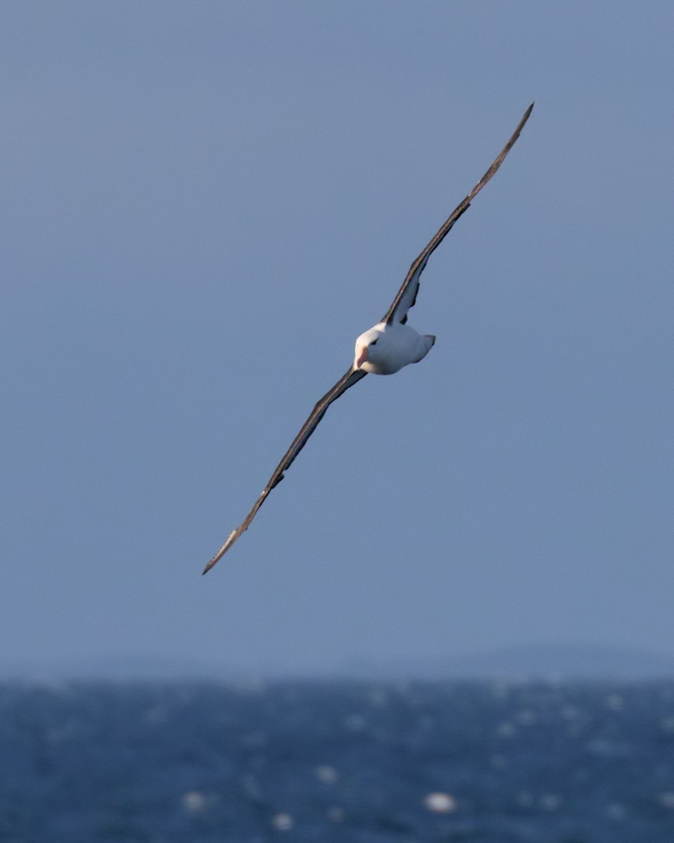 Чернобровый альбатрос - ML617599054