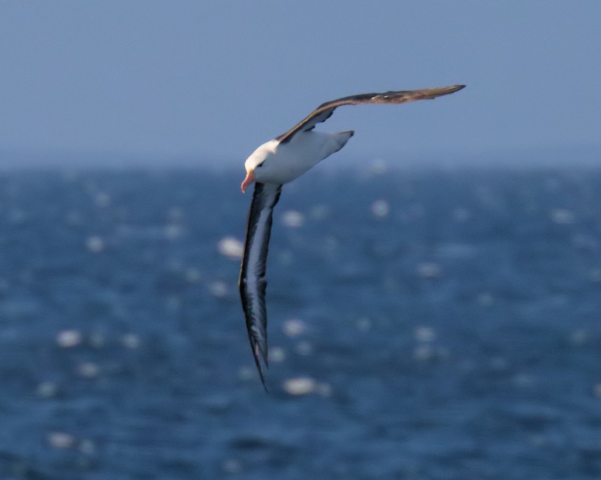 albatros černobrvý - ML617599055