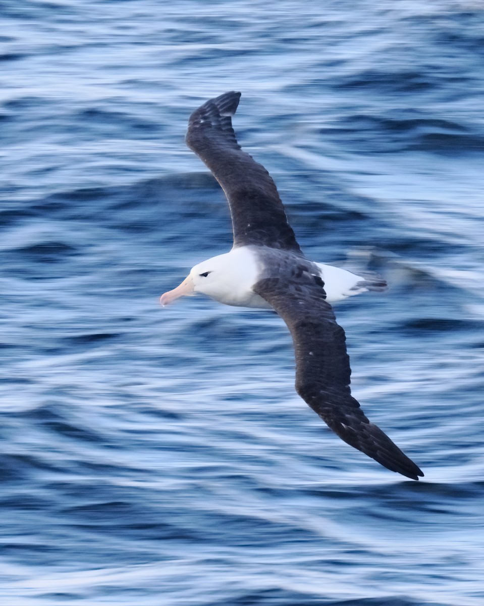 Чернобровый альбатрос - ML617599058