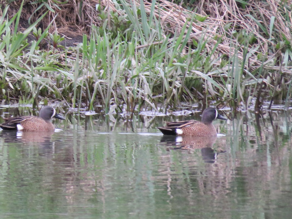 Blue-winged Teal - ML617599105