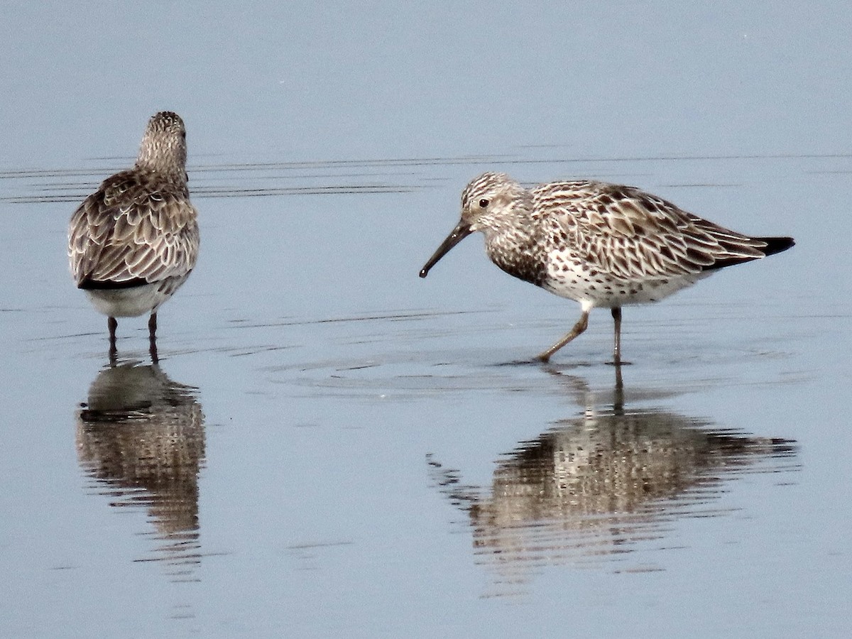 Great Knot - ML617599108
