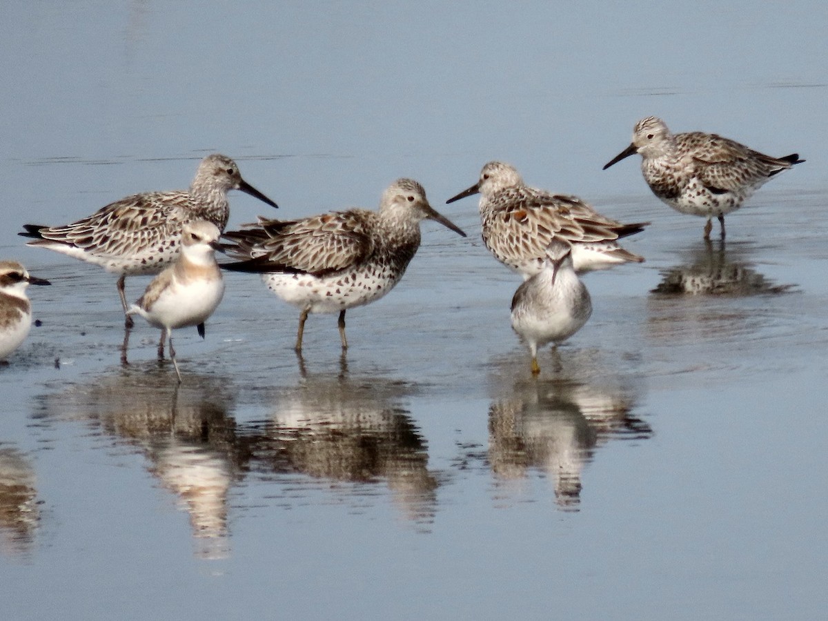 Great Knot - ML617599111