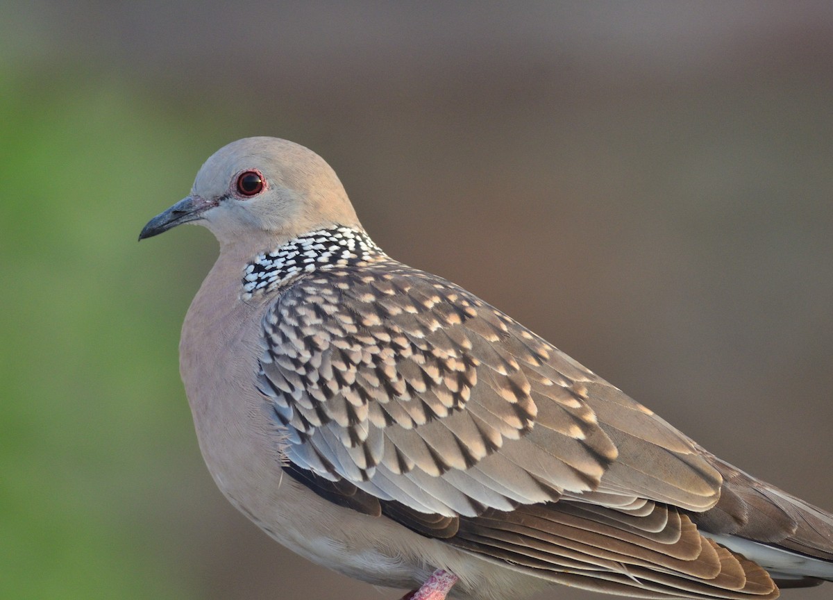 Spotted Dove - ML617599122